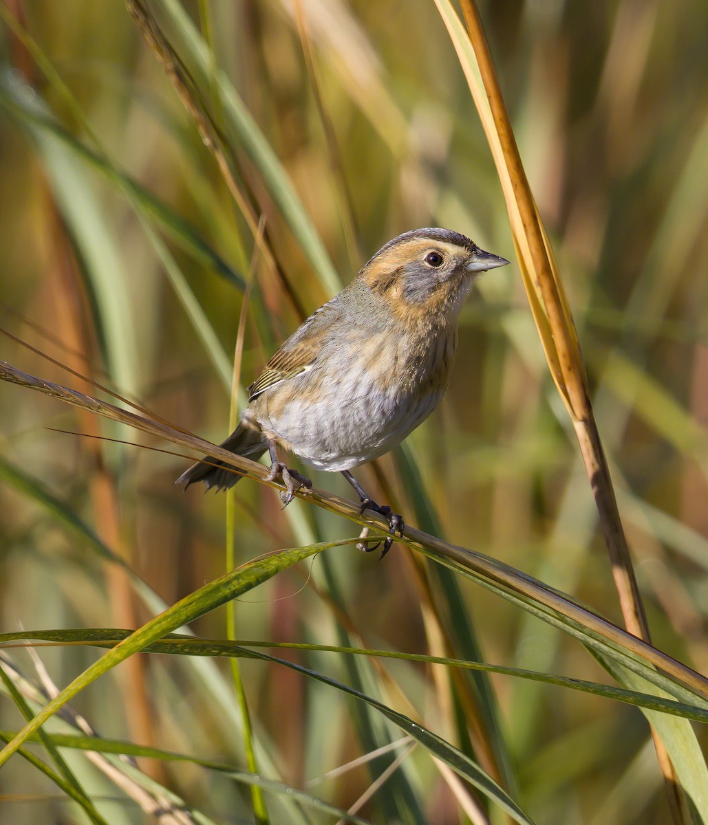 Nelson's Sparrow - ML494627301