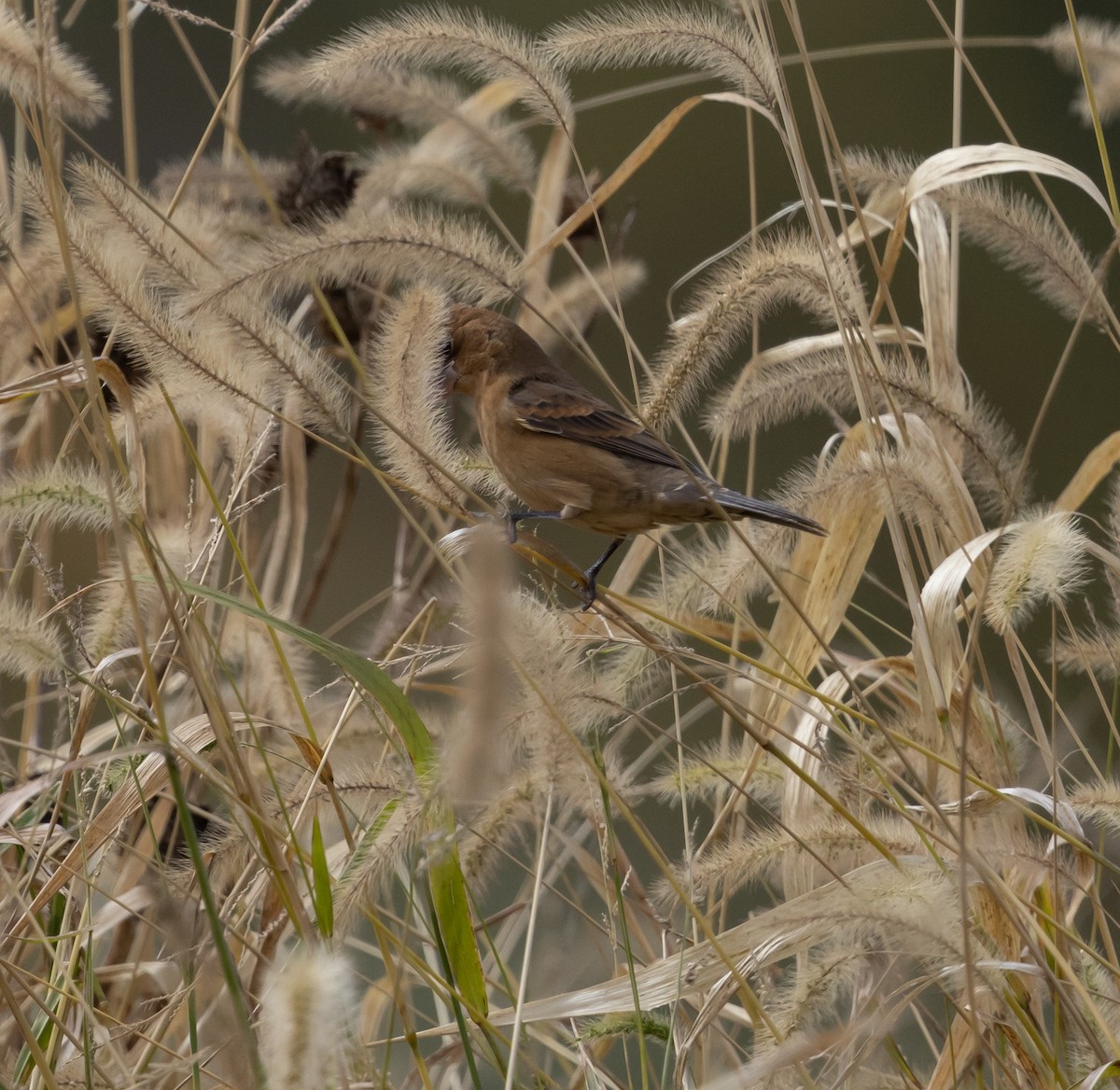 Blue Grosbeak - ML494627431