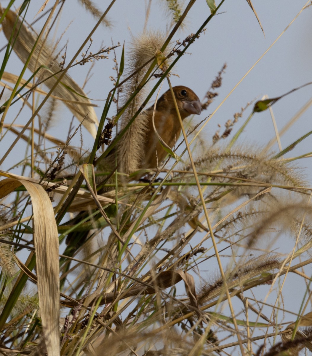 Blue Grosbeak - ML494627501