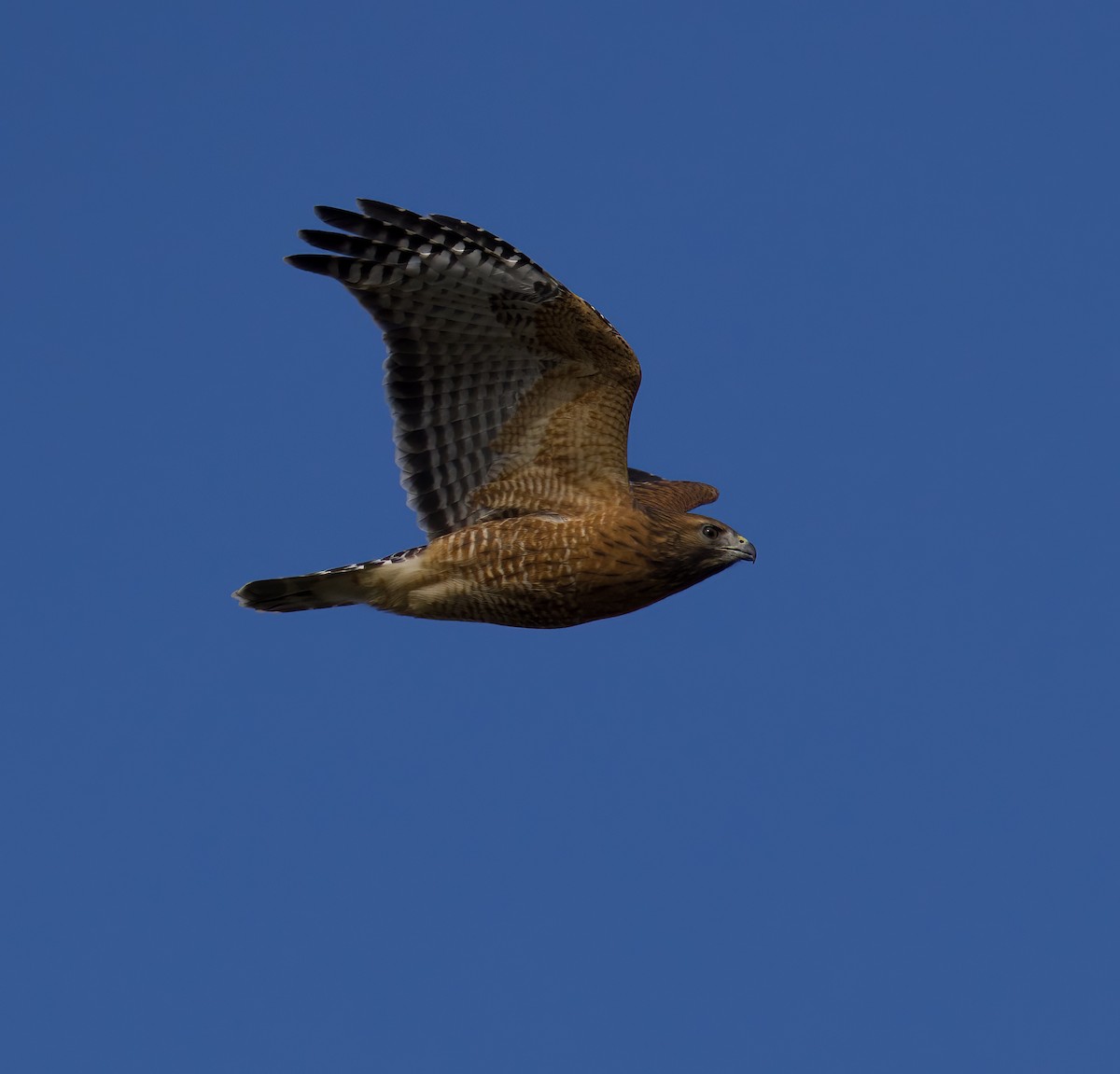 Red-shouldered Hawk (lineatus Group) - ML494627541