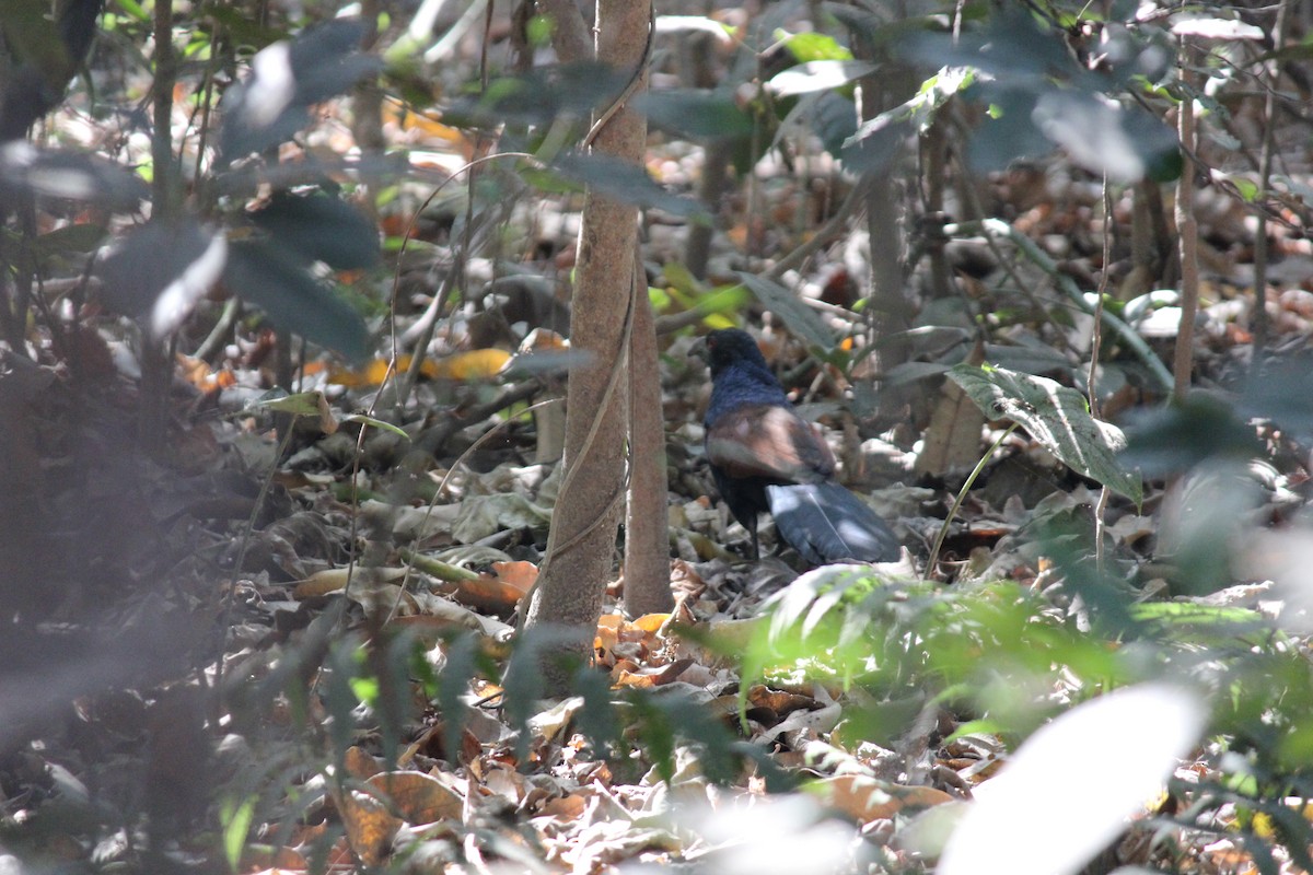 Greater Coucal - nizar virani