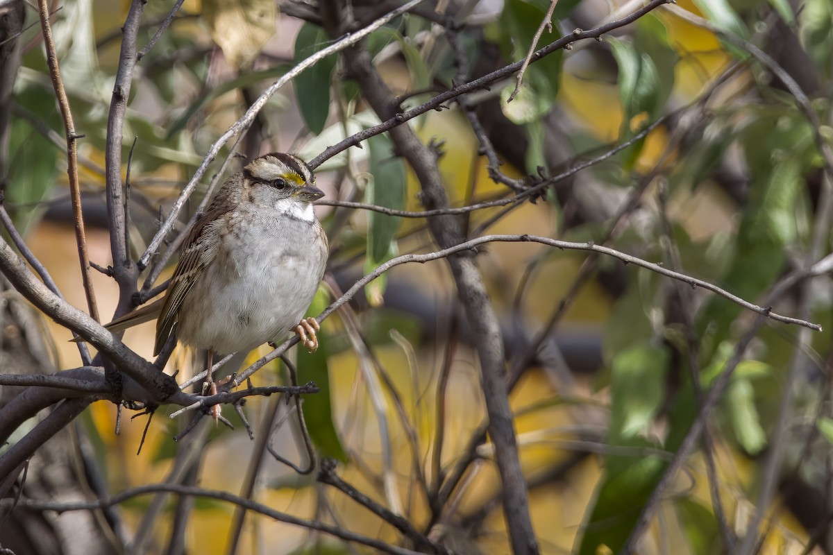 White-throated Sparrow - ML494629551