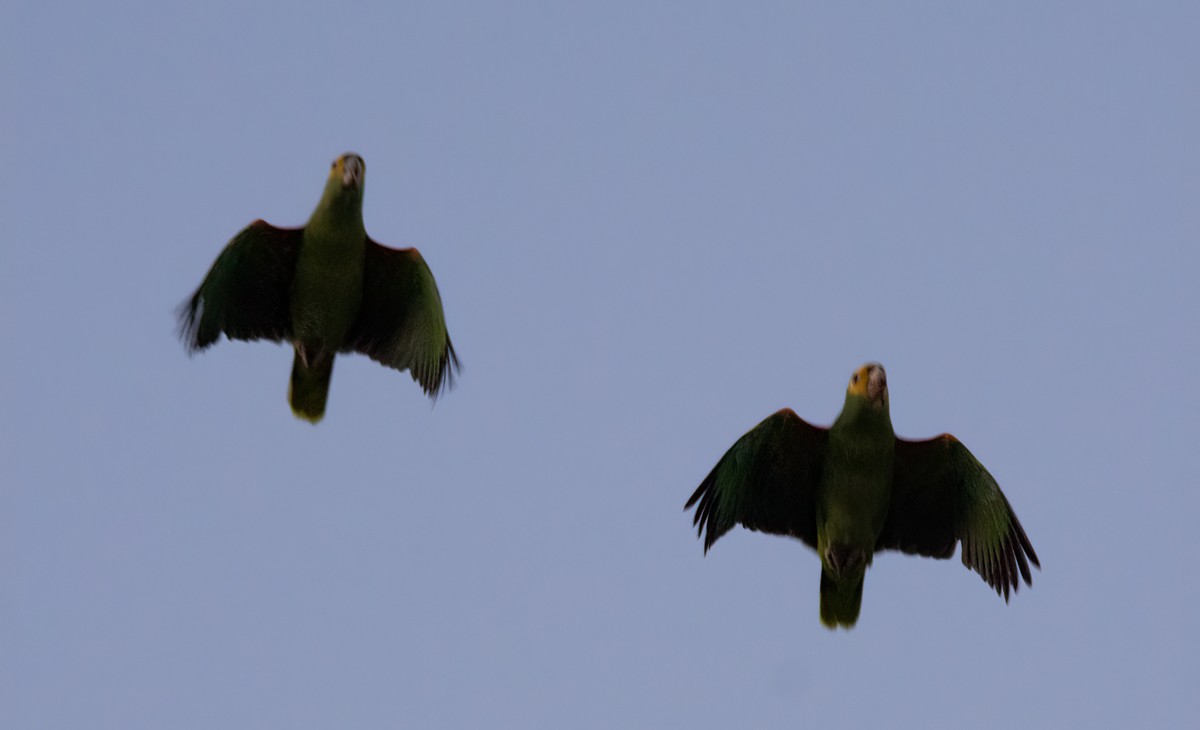 Yellow-headed Parrot - ML494630181