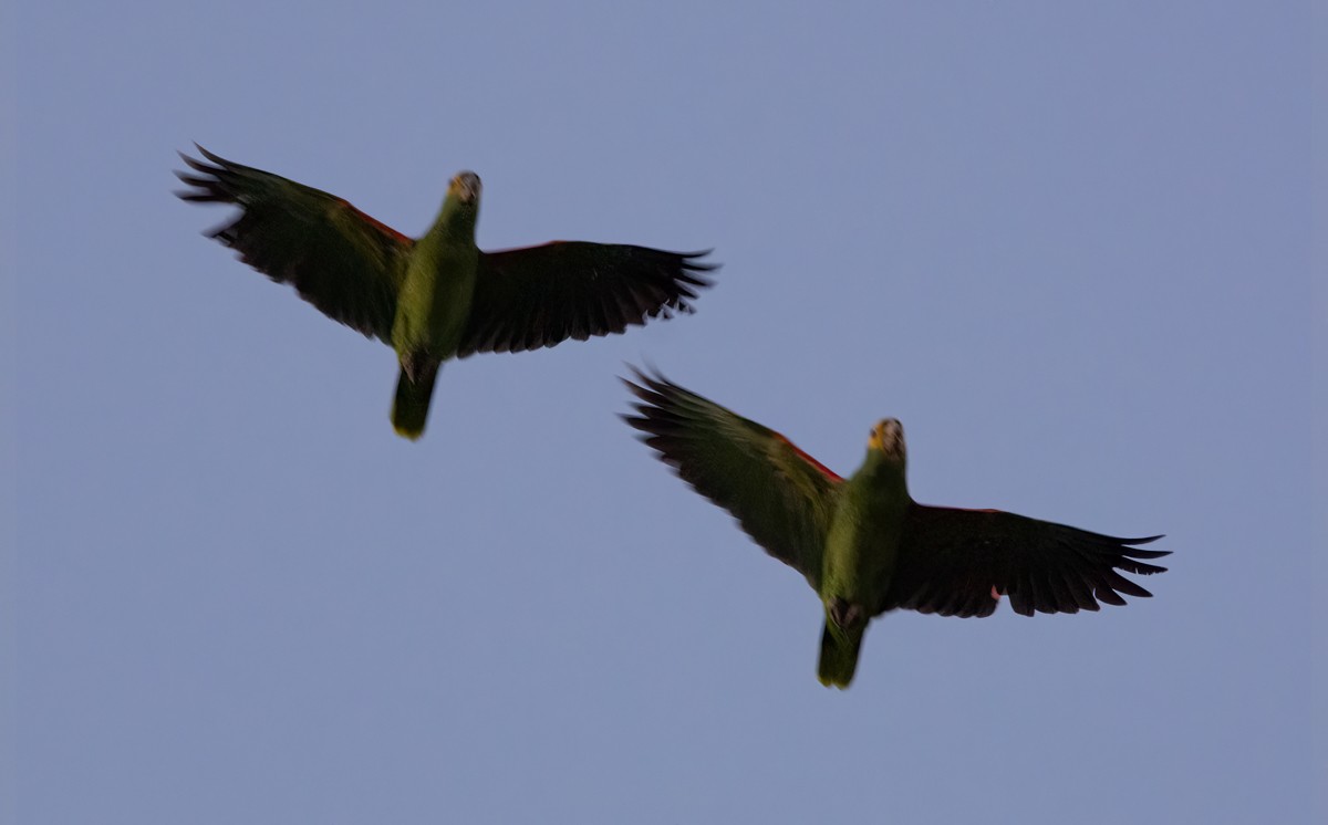 Yellow-headed Parrot - ML494630191