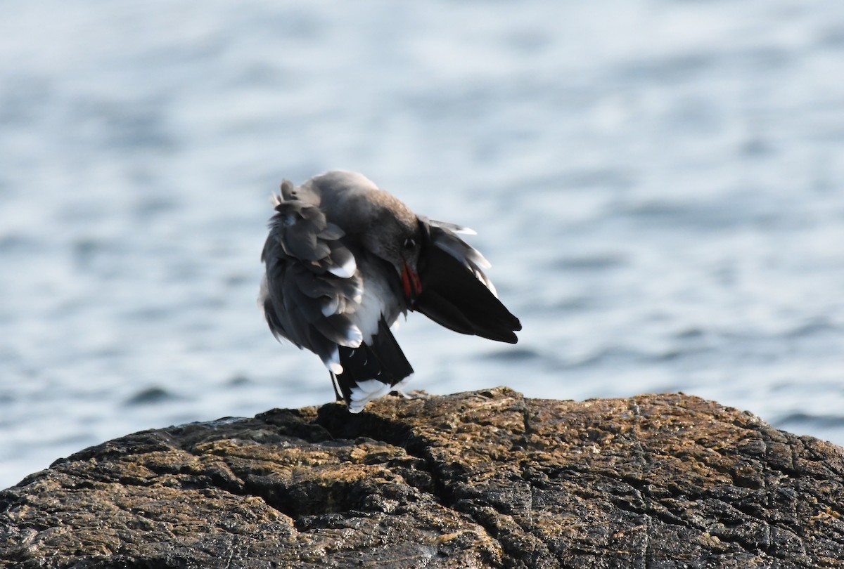 Heermann's Gull - ML494630251