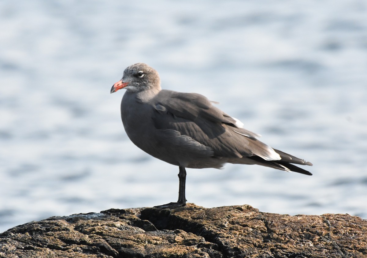 Heermann's Gull - ML494630261