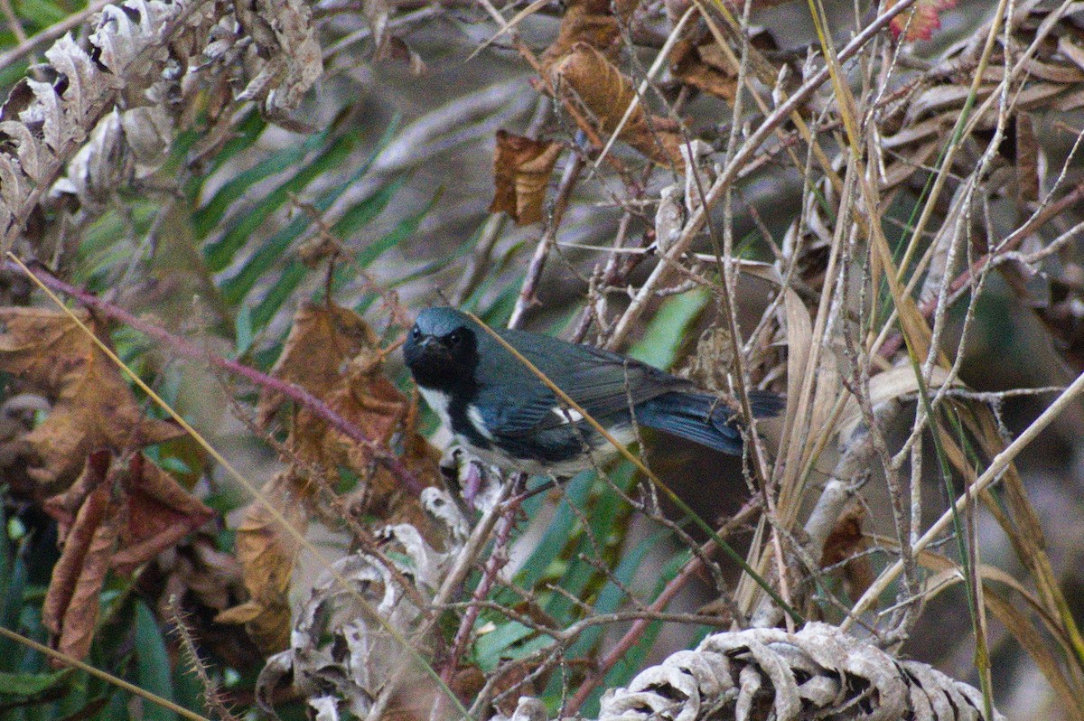 Black-throated Blue Warbler - Nico Stuurman