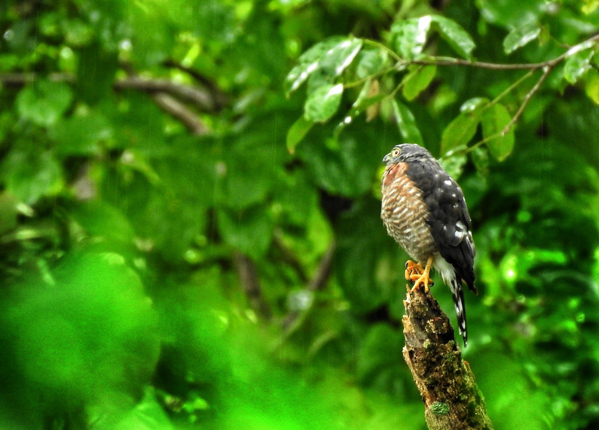 Double-toothed Kite - ML494630671