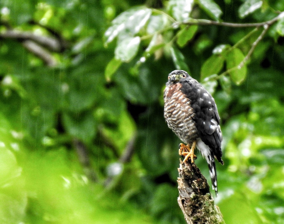 Double-toothed Kite - ML494630681