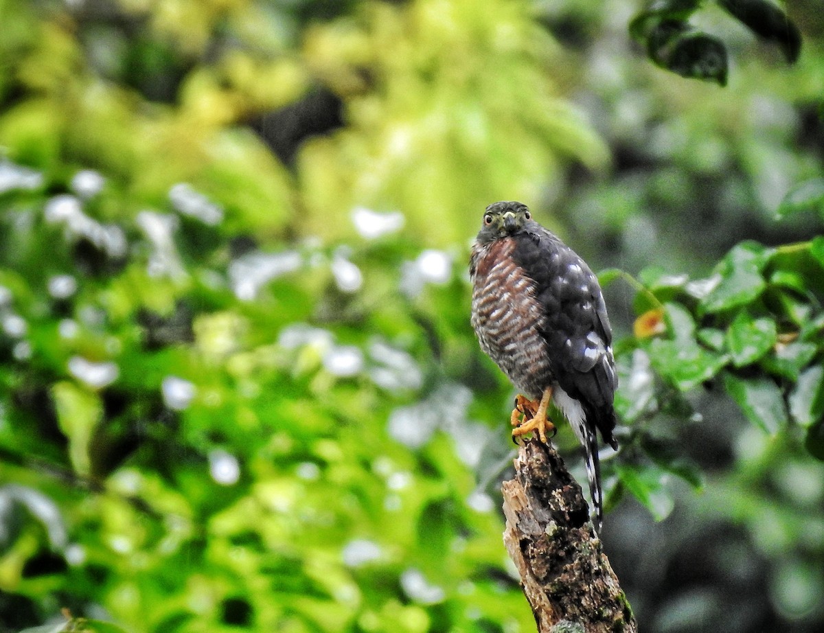 Double-toothed Kite - ML494630691