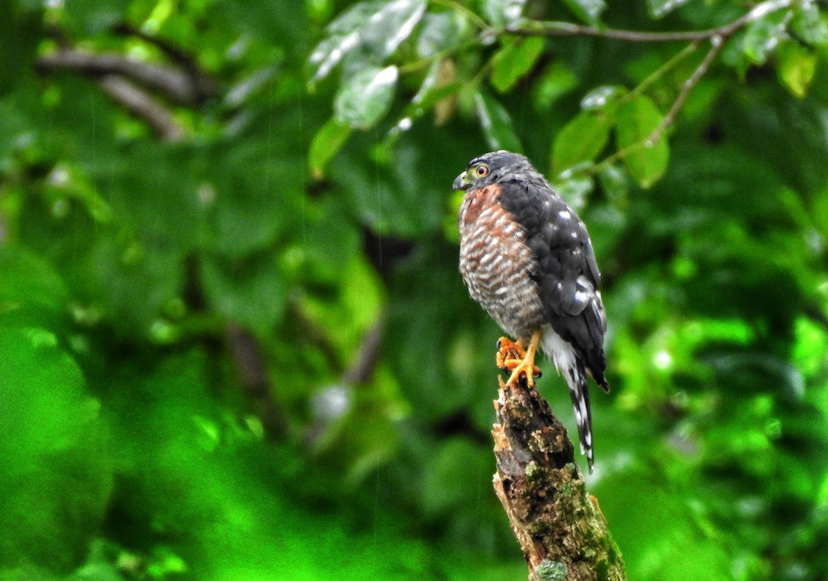 Double-toothed Kite - Erick Barbato