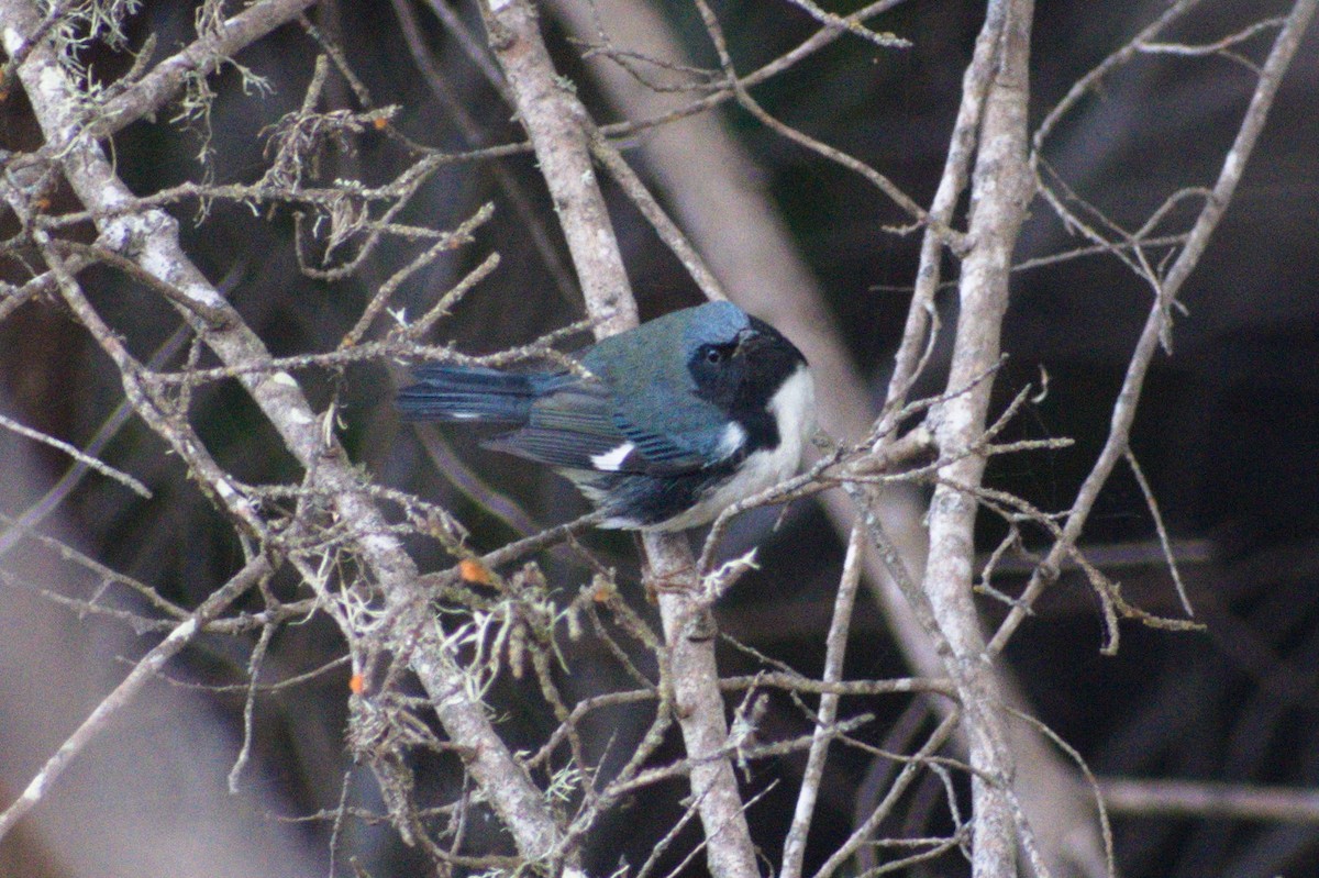 Black-throated Blue Warbler - ML494630781
