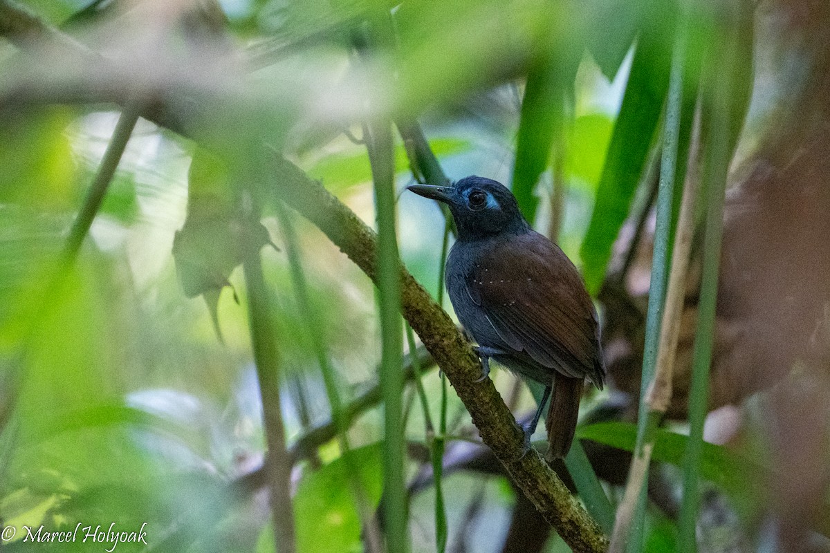 Chestnut-backed Antbird - Marcel Holyoak