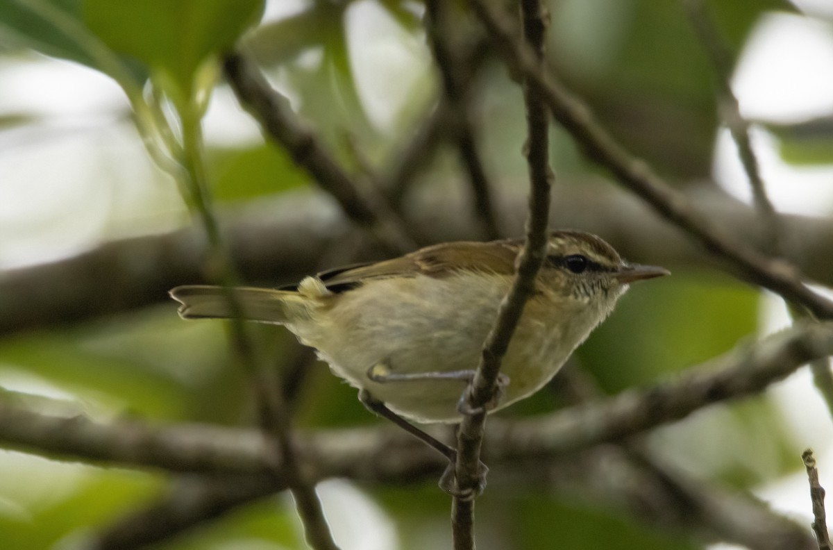 Lompobattang Leaf Warbler - Mitch Rose