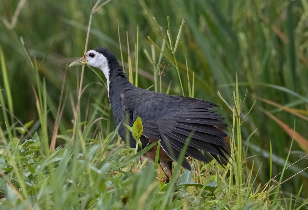 White-breasted Waterhen - ML494635561