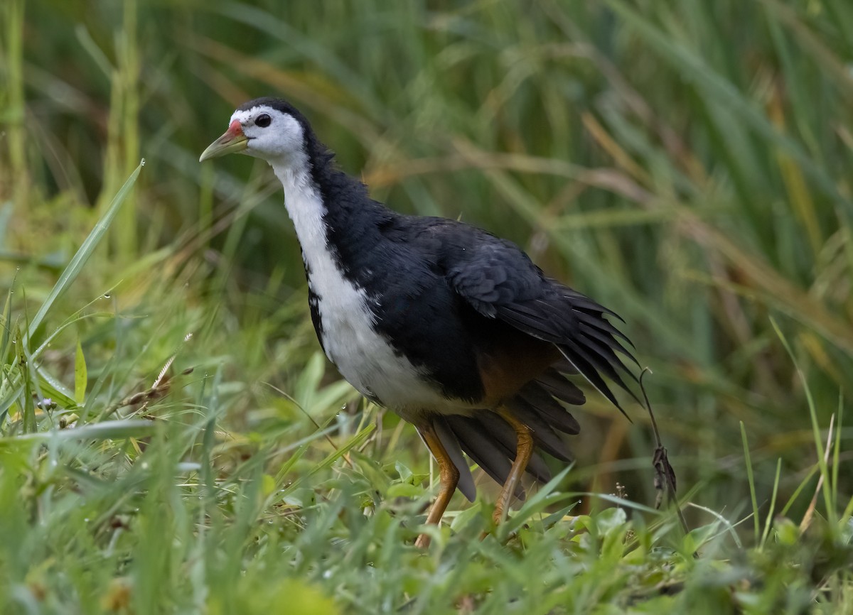 White-breasted Waterhen - Mitch Rose