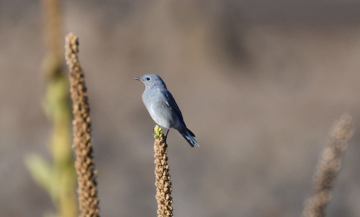 Mountain Bluebird - ML494637301