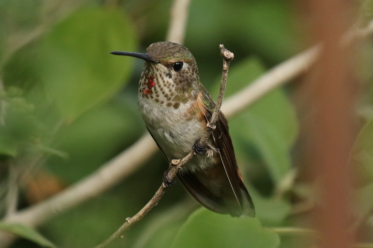 Broad-tailed Hummingbird - ML494637591