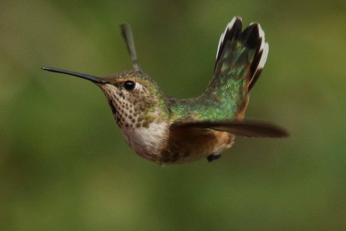 Broad-tailed Hummingbird - ML494637661