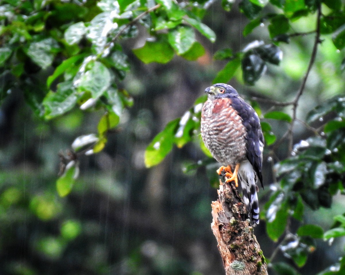 Double-toothed Kite - Erick Barbato