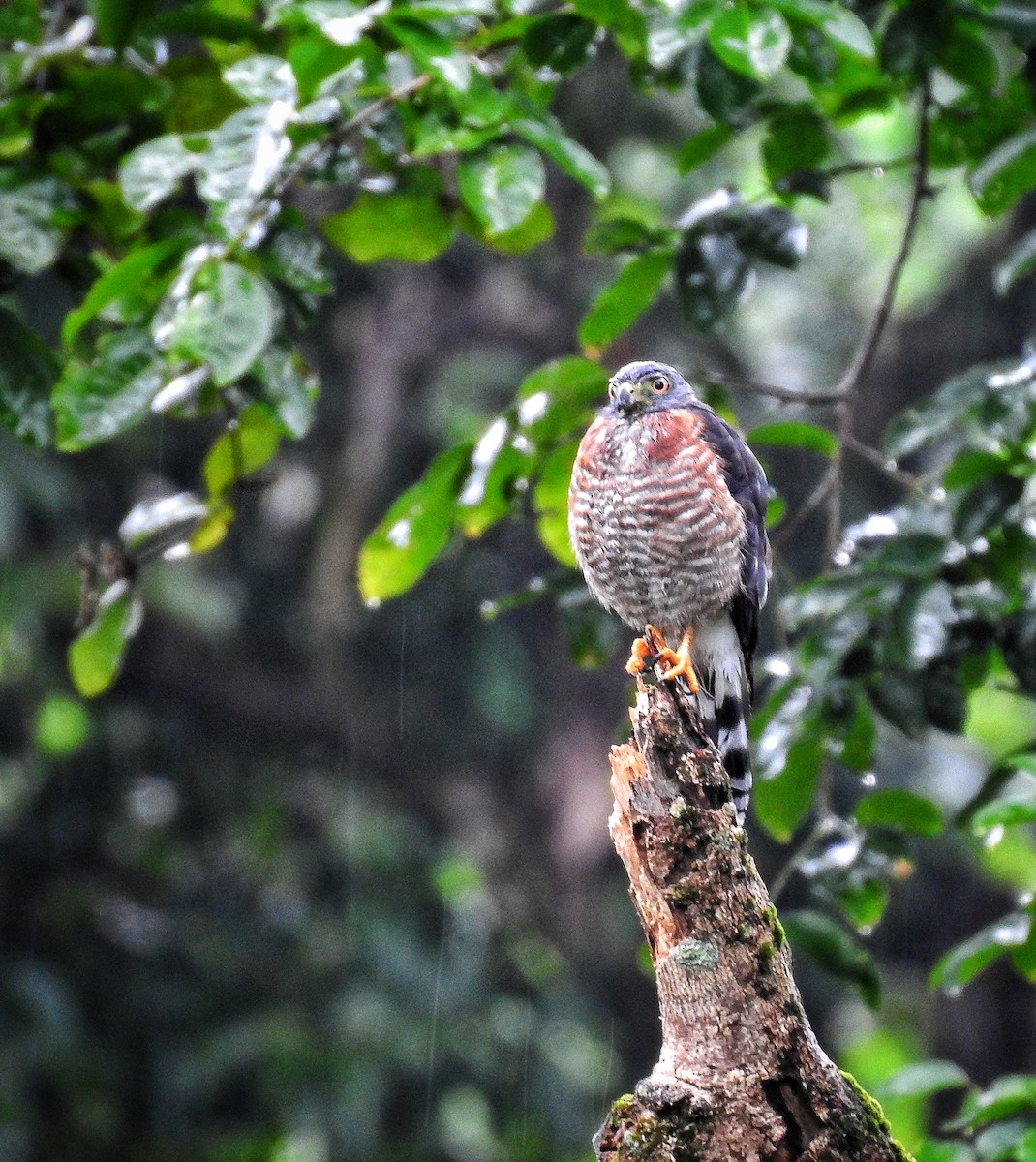 Double-toothed Kite - ML494637681