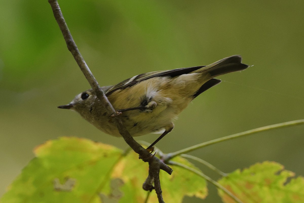 Ruby-crowned Kinglet - ML494637901