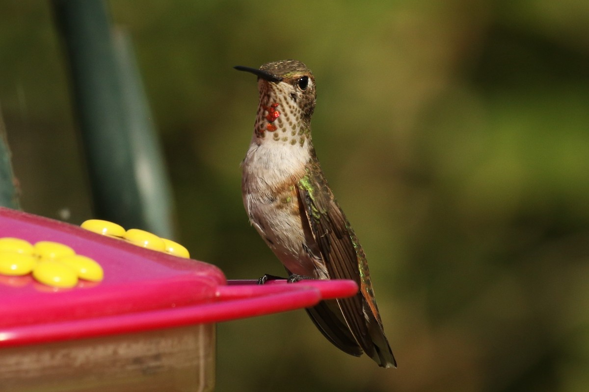 Broad-tailed Hummingbird - ML494638041