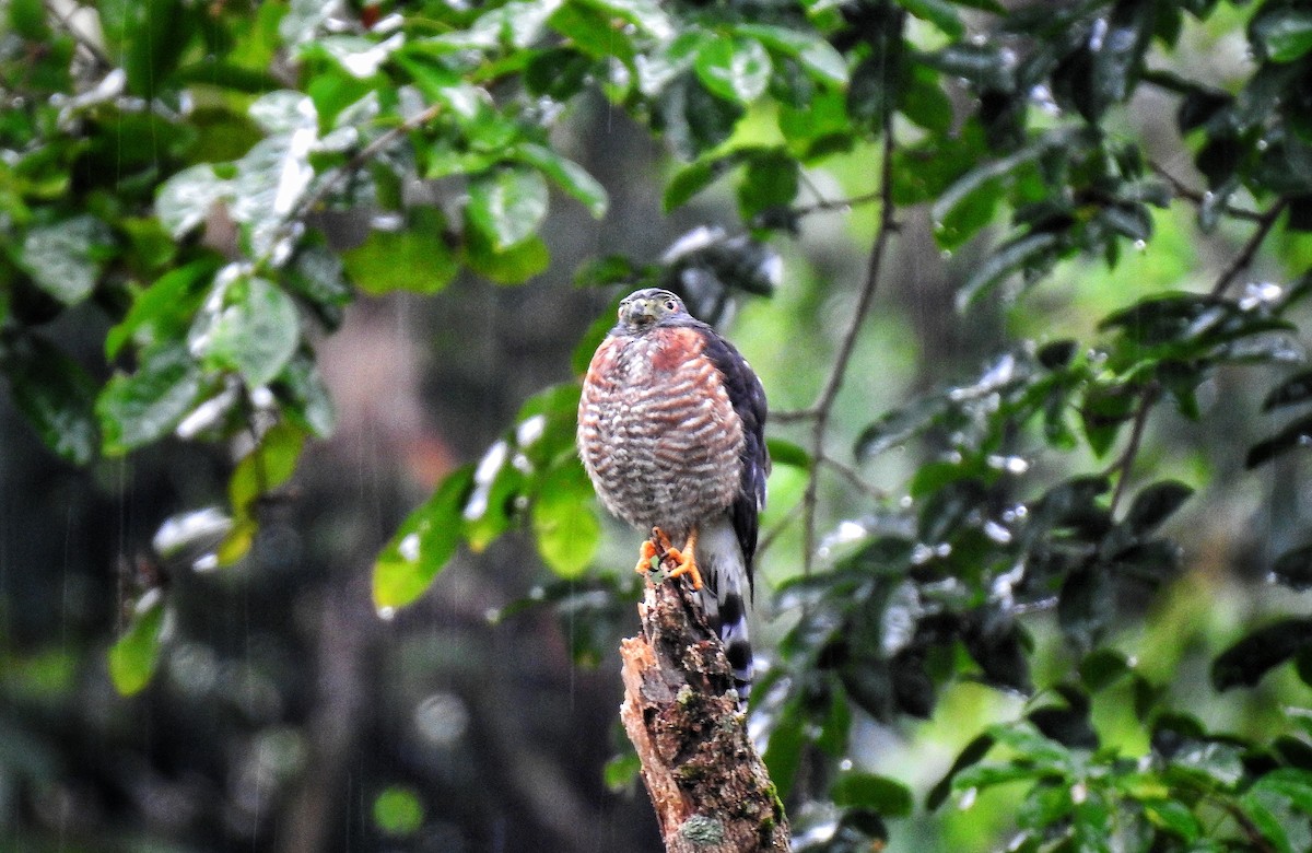 Double-toothed Kite - ML494638081