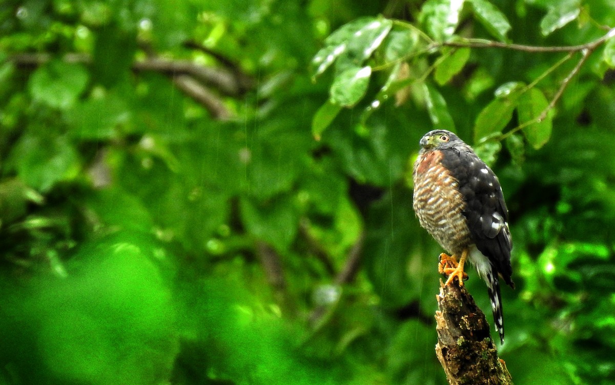 Double-toothed Kite - ML494639301