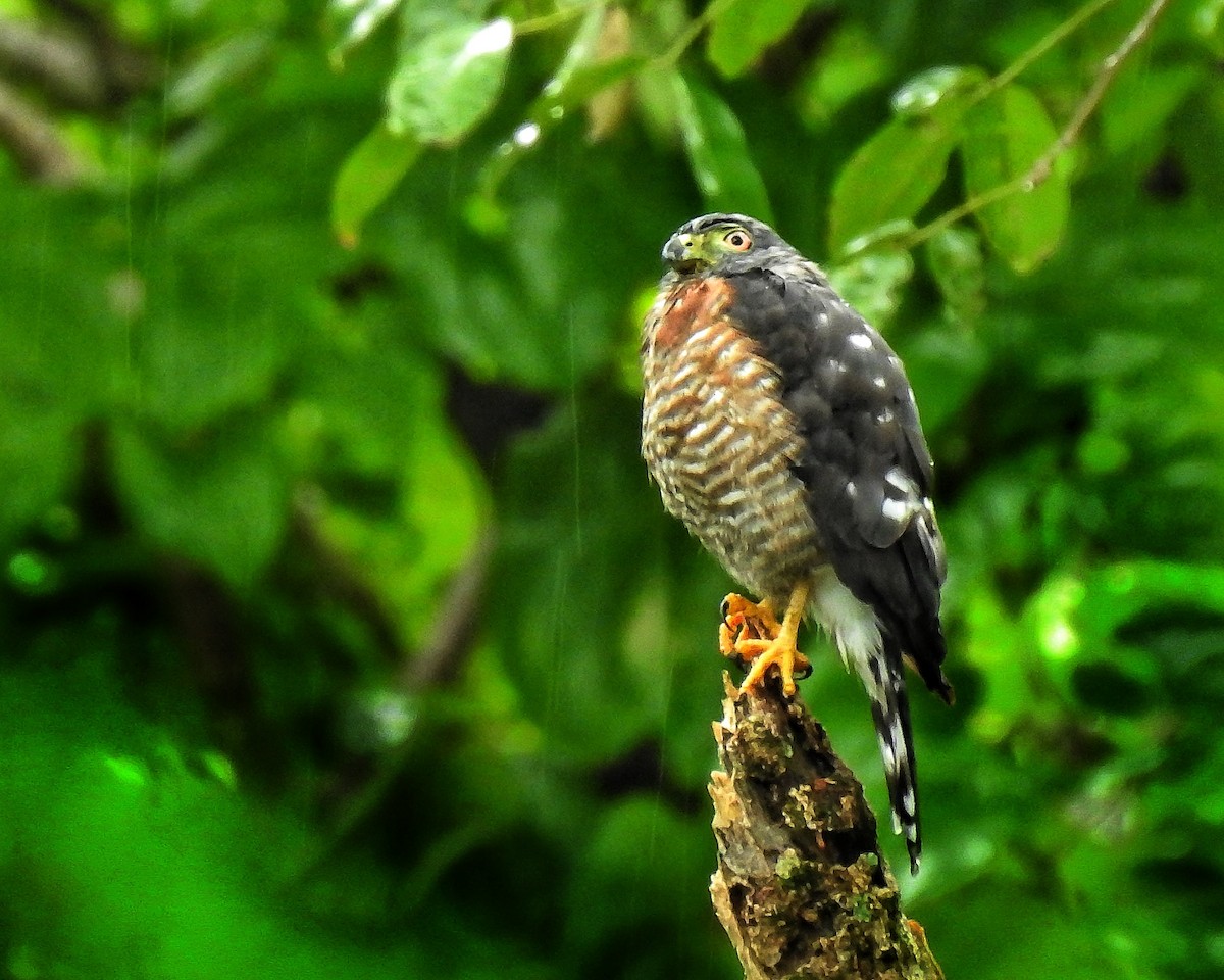 Double-toothed Kite - ML494639311