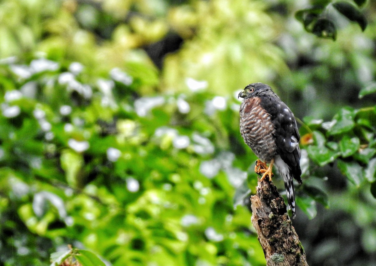 Double-toothed Kite - ML494639391