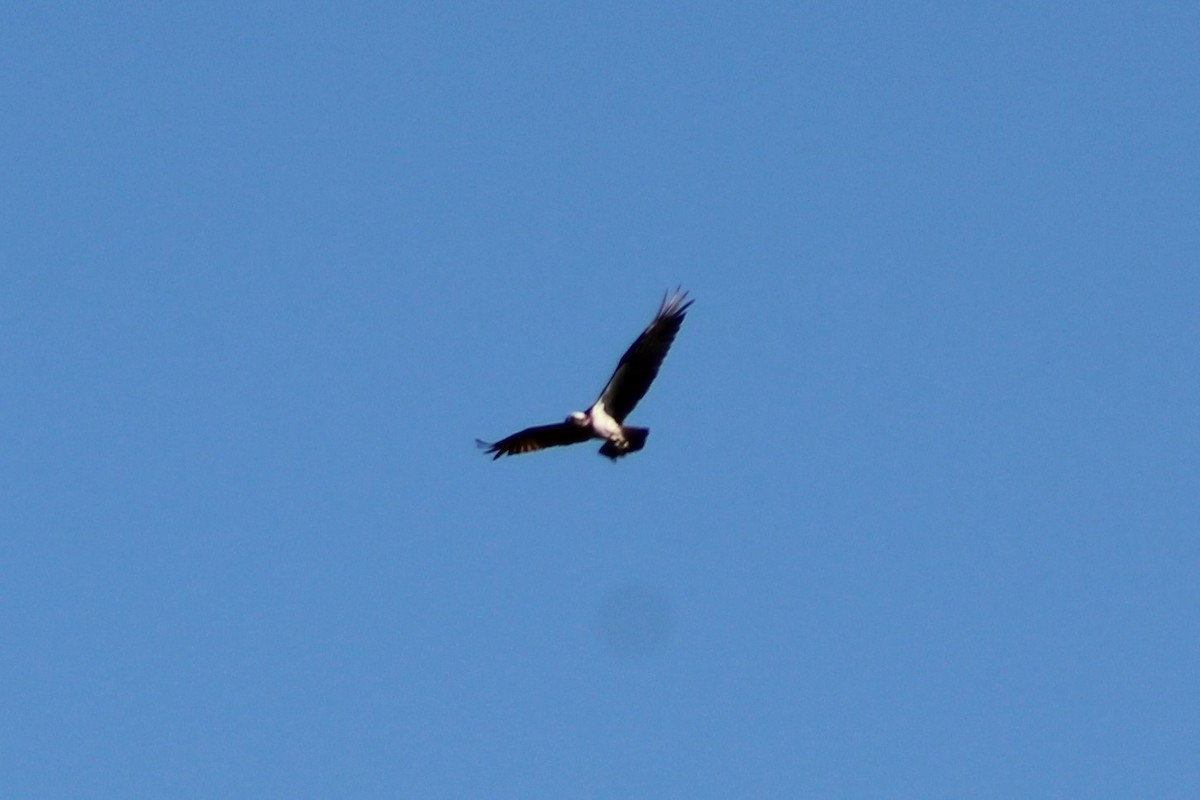 Osprey (Australasian) - ML494639561