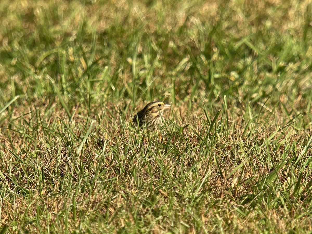 Savannah Sparrow - ML494640231