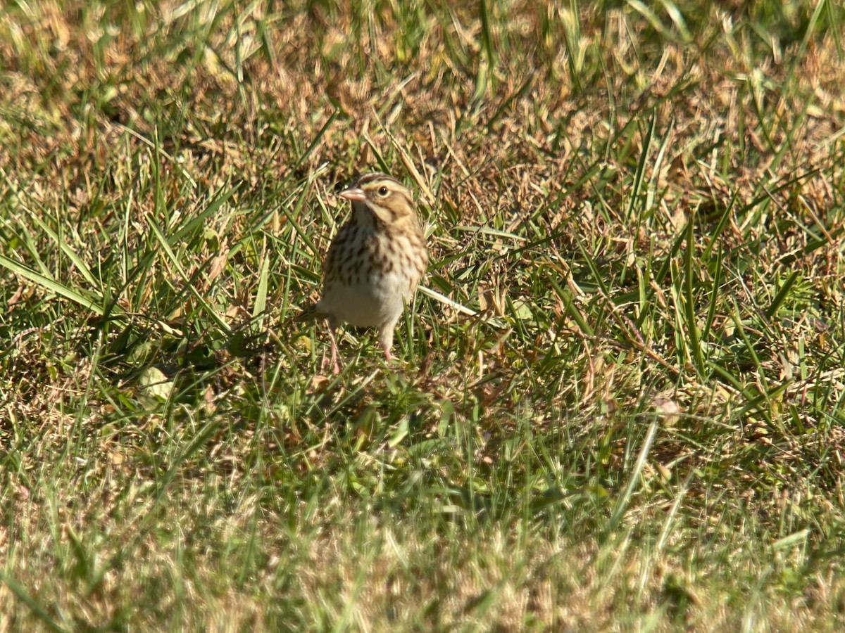 Savannah Sparrow - ML494640241