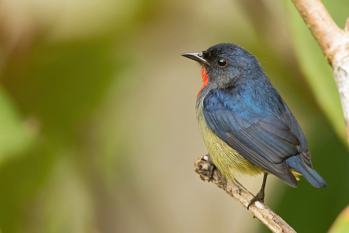 Black-sided Flowerpecker - ML494640421