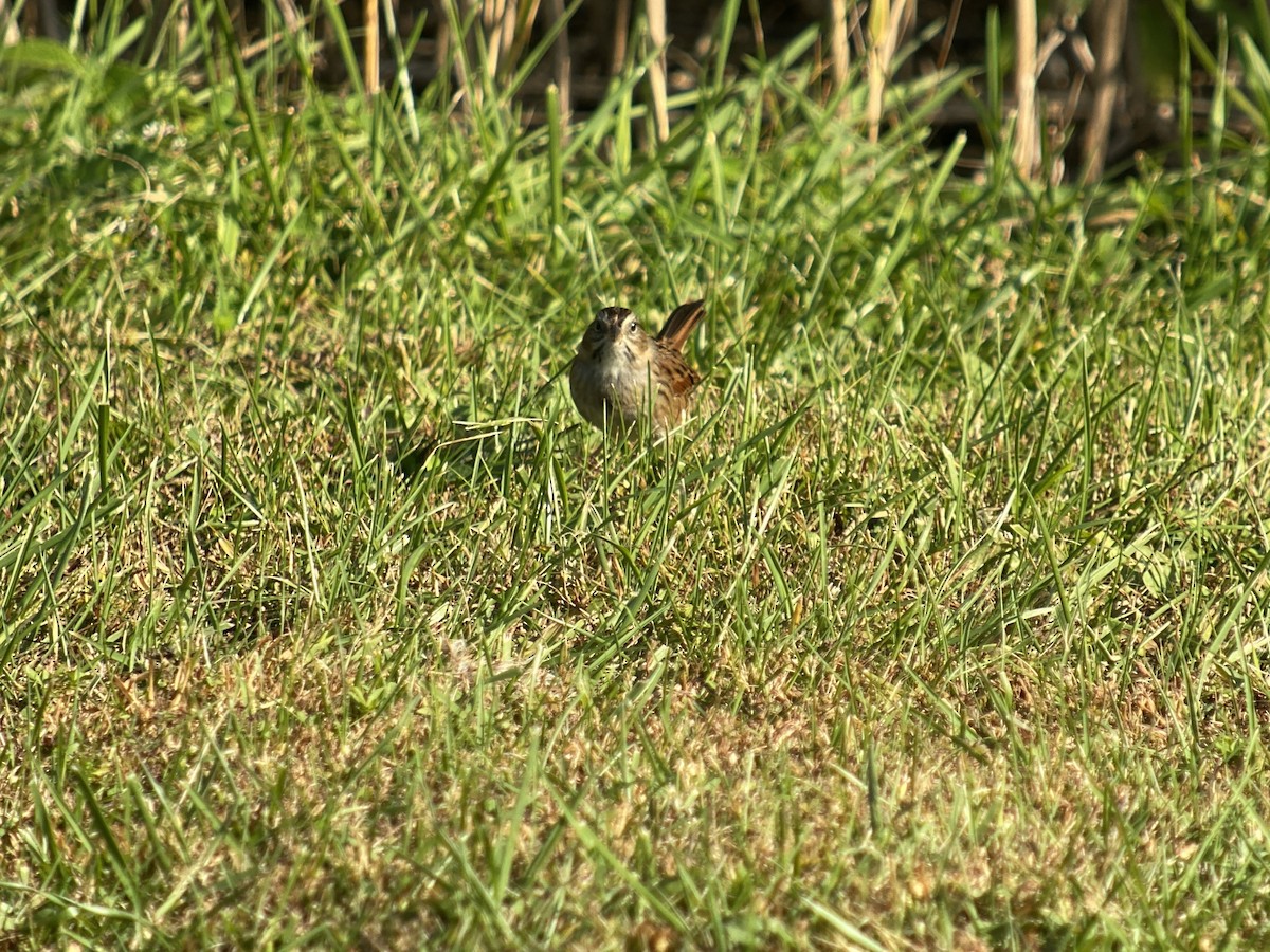 Swamp Sparrow - ML494640551