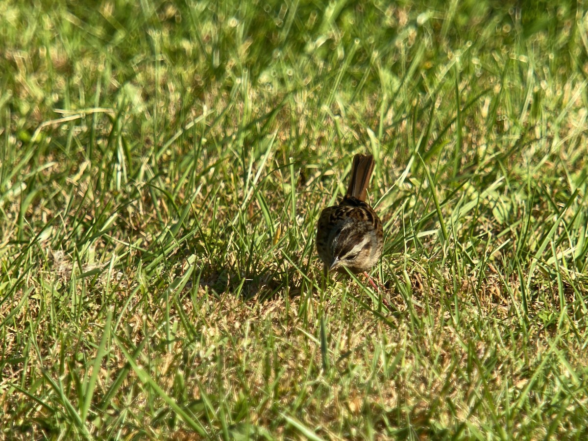 Swamp Sparrow - ML494640561