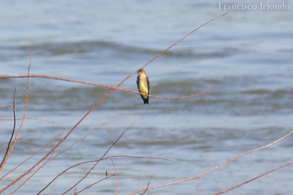 Southern Rough-winged Swallow - ML494642161