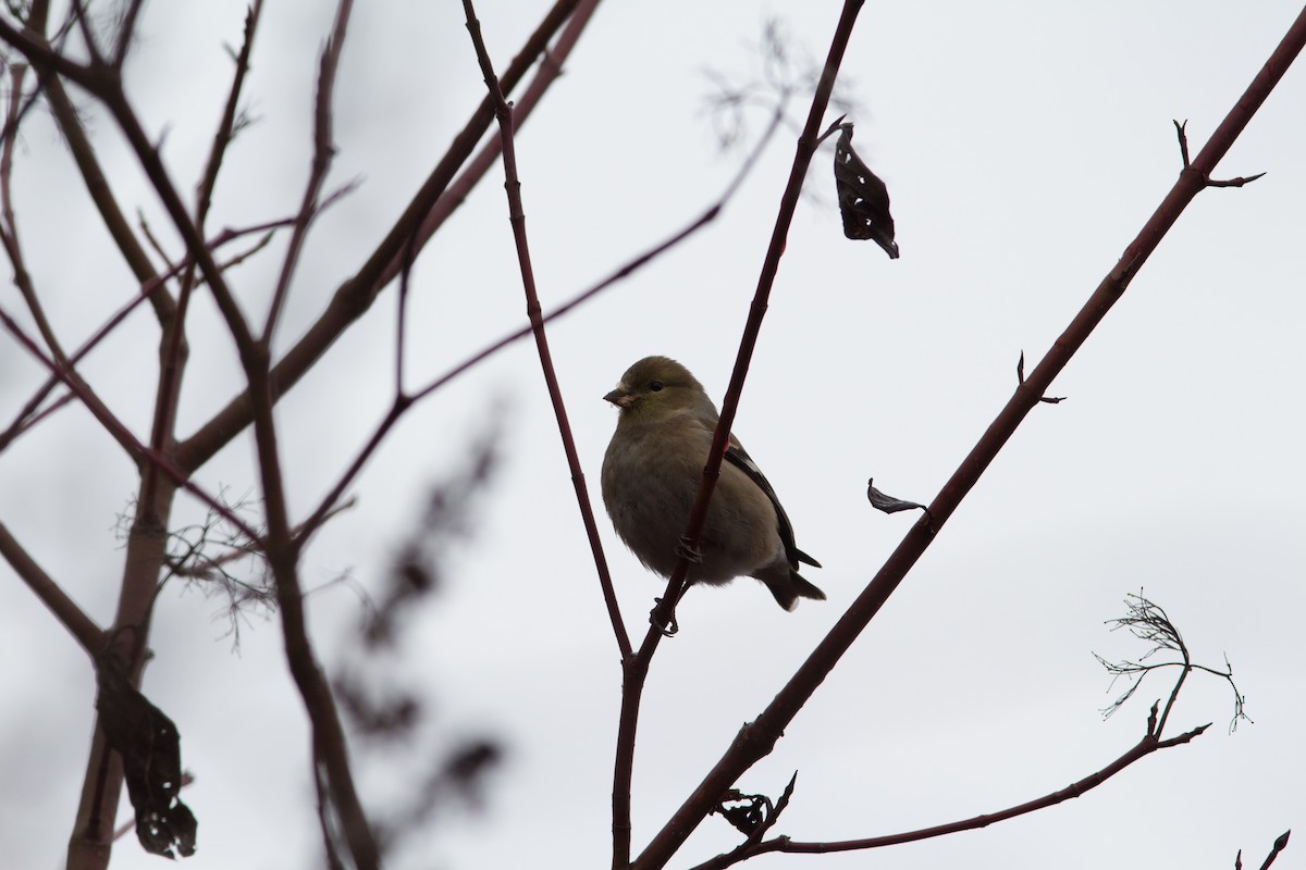 American Goldfinch - ML49464221