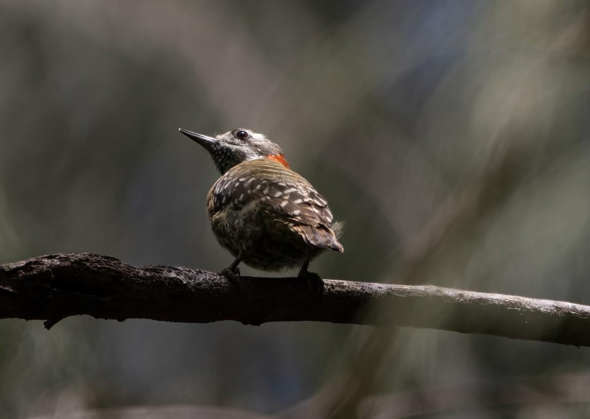 Sulawesi Pygmy Woodpecker - ML494642881