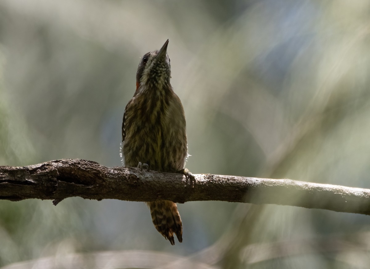 Sulawesi Pygmy Woodpecker - ML494642891