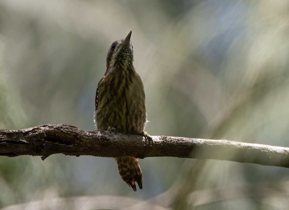 Sulawesi Pygmy Woodpecker - Mitch Rose