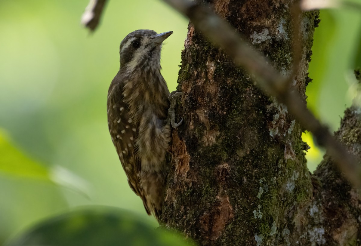 Sulawesi Pygmy Woodpecker - Mitch Rose