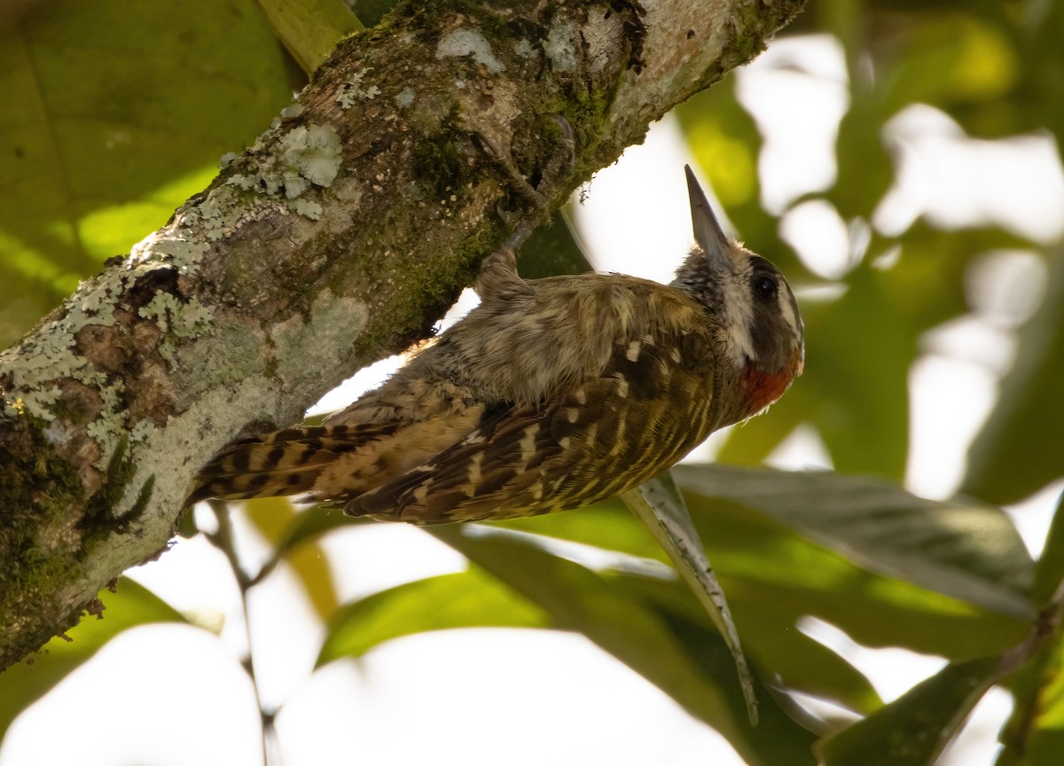 Sulawesi Pygmy Woodpecker - Mitch Rose