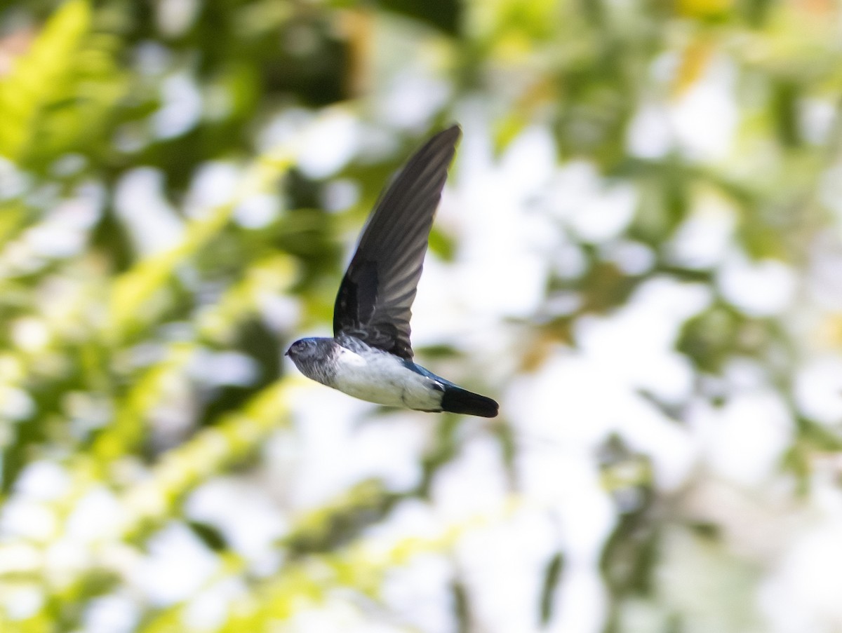 Glossy Swiftlet - Mitch Rose
