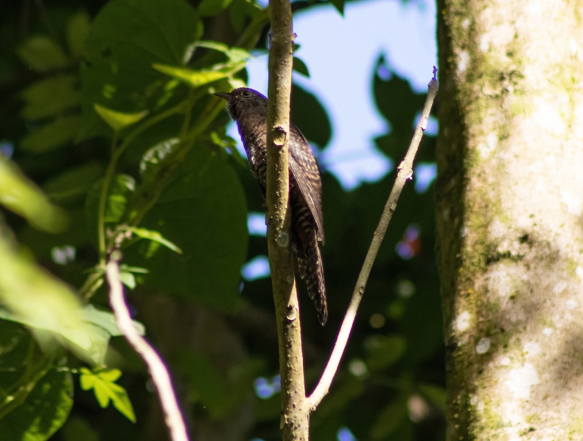 Brush Cuckoo (Sulawesi) - ML494645921