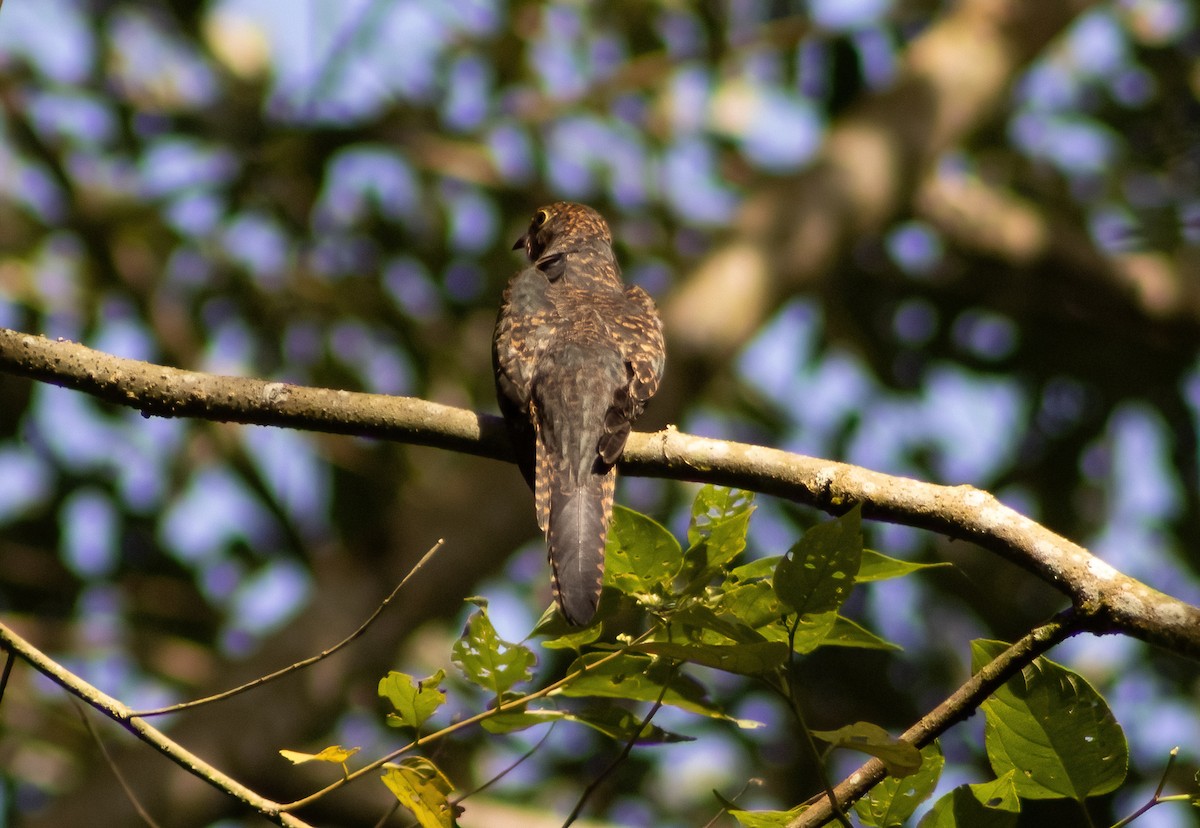 Brush Cuckoo (Sulawesi) - ML494645931