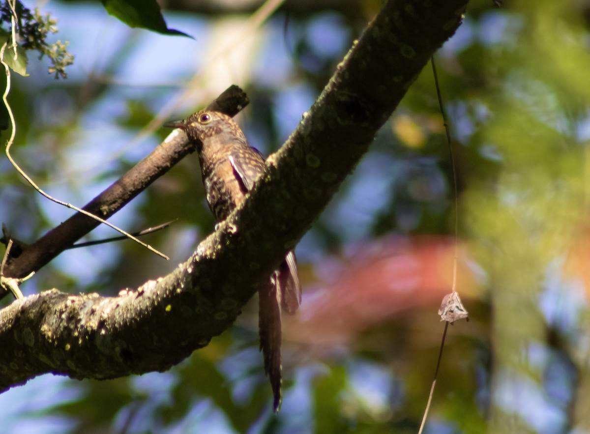 Brush Cuckoo (Sulawesi) - ML494645941
