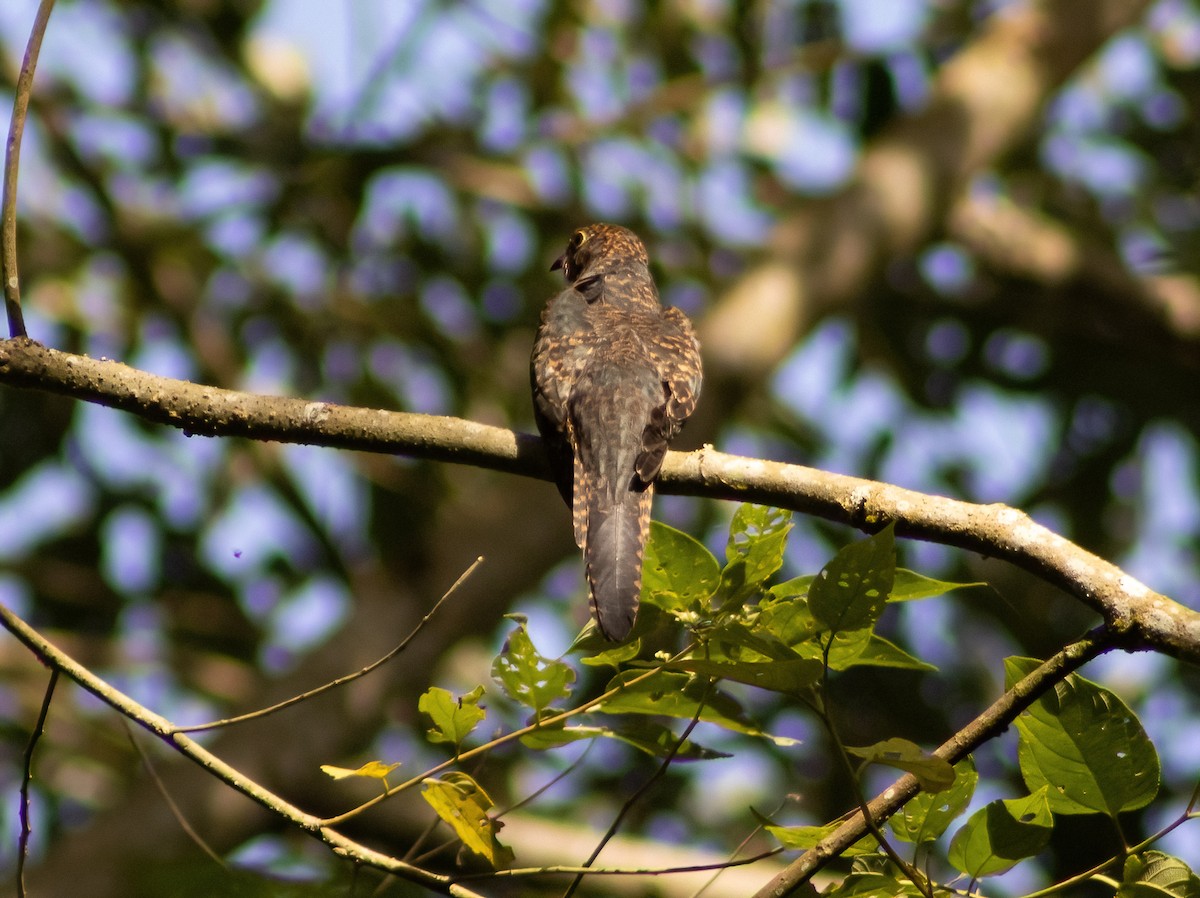 Brush Cuckoo (Sulawesi) - ML494645951