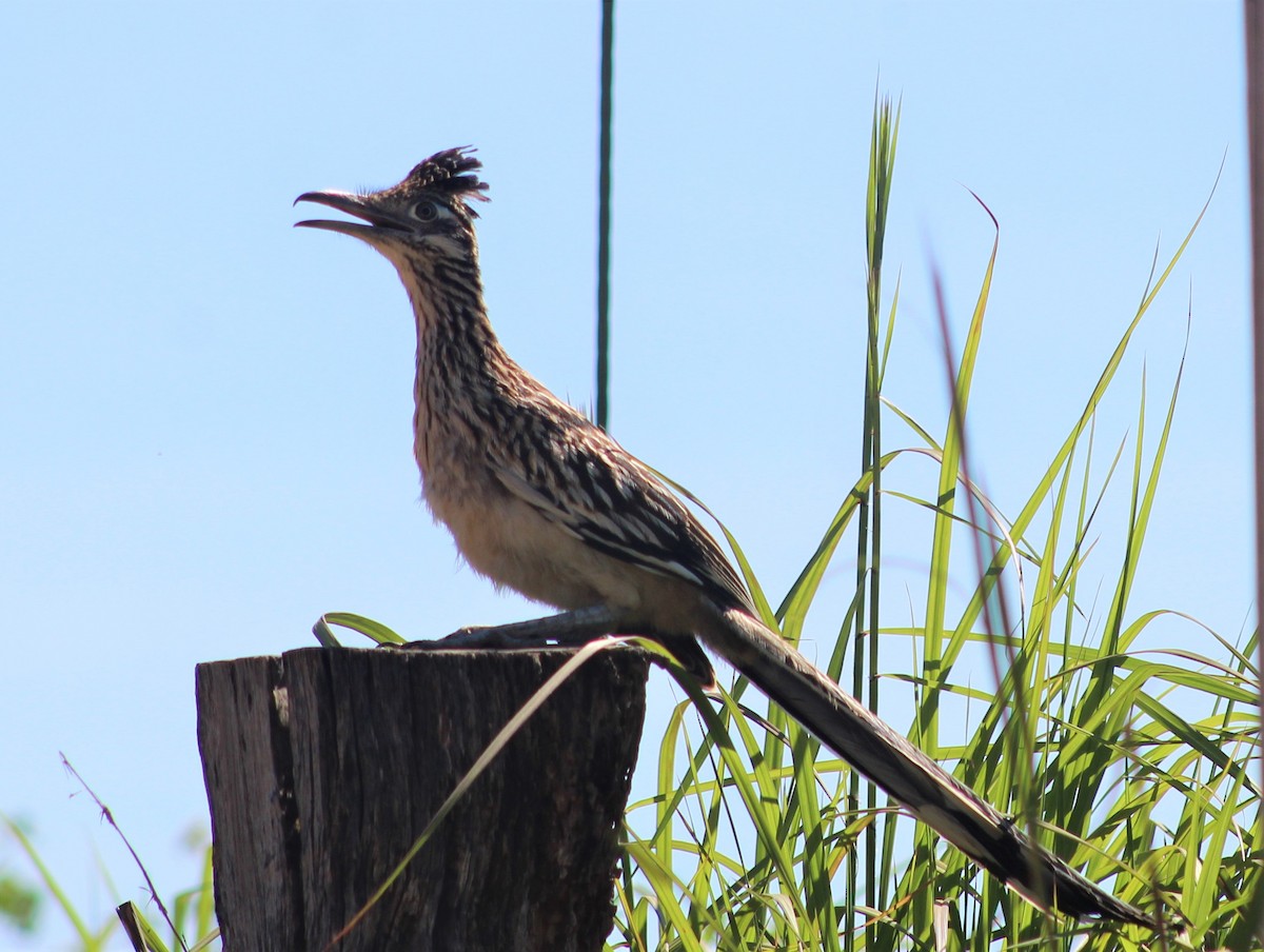 Greater Roadrunner - ML494646501